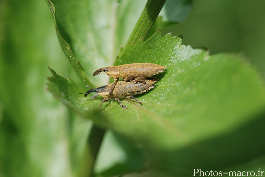 Lixus paraplecticus